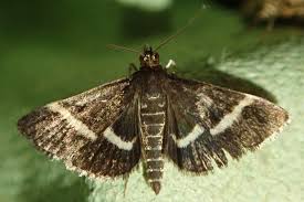 Attēlu rezultāti vaicājumam “Pyrausta cingulata”