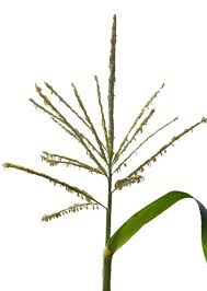 Attēlu rezultāti vaicājumam “Zea mays male flower”