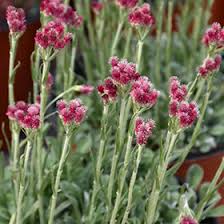 Attēlu rezultāti vaicājumam “Antennaria dioica leaf”