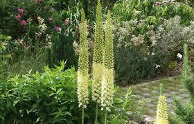 Image result for Steppenkerze