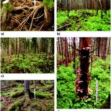 Attēlu rezultāti vaicājumam “Heterobasidion parviporum”