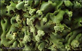 Attēlu rezultāti vaicājumam “Menegazzia terebrata”