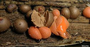 Attēlu rezultāti vaicājumam “Lycogala cf. oleocrystalliferum spores”