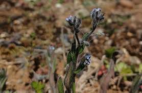 Attēlu rezultāti vaicājumam “Myosotis ramosissima flower”