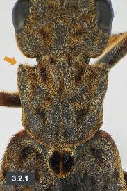 Attēlu rezultāti vaicājumam “Ontholestes murinus”