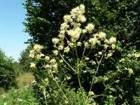 Attēlu rezultāti vaicājumam “Thalictrum lucidum”