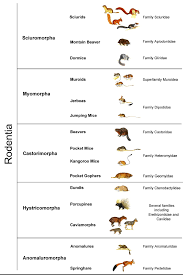 Attēlu rezultāti vaicājumam “Rodentia”