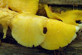 Attēlu rezultāti vaicājumam “Fuligo septica var. rosea plasmodium”