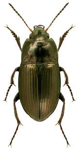 Attēlu rezultāti vaicājumam “Amara sp.”