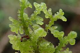 Attēlu rezultāti vaicājumam “Trichocolea tomentella sporophyte”