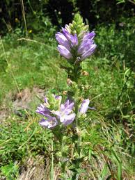 Image result for Campanula spicata