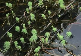 「粉綠狐尾藻」的圖片搜尋結果