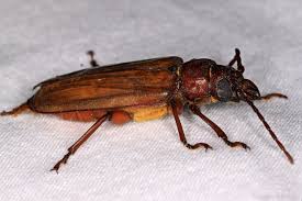 Attēlu rezultāti vaicājumam “Cerambycidae”