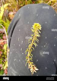 Attēlu rezultāti vaicājumam “Sphagnum wulfianum”