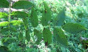 Attēlu rezultāti vaicājumam “Juglans x sinensis leaf”
