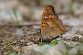 Attēlu rezultāti vaicājumam “Apatura ilia”