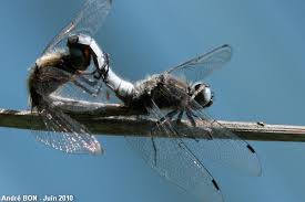 Attēlu rezultāti vaicājumam “Libellula fulva male”