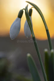 Attēlu rezultāti vaicājumam “Galanthus nivalis bud”