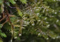 Attēlu rezultāti vaicājumam “Neckera complanata sporophyte”