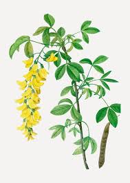 Attēlu rezultāti vaicājumam “Laburnum alpinum”
