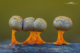 Attēlu rezultāti vaicājumam “Physarum cf. diderma macro”