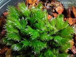 Attēlu rezultāti vaicājumam “Fissidens”