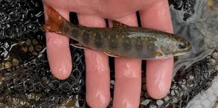 Image result for The Lancaster Fish