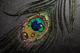 Image result for krishnamurals