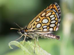 Attēlu rezultāti vaicājumam “Heteropterus morpheus underside”