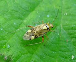 Attēlu rezultāti vaicājumam “Rhabdomiris striatellus”