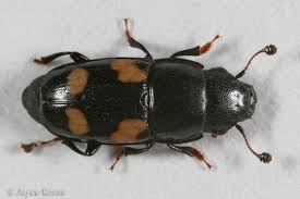 Attēlu rezultāti vaicājumam “Glischrochilus quadripunctatus imago”