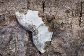 Attēlu rezultāti vaicājumam “Mesoleuca albicillata”