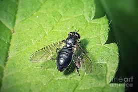 Attēlu rezultāti vaicājumam “Syrphidae”