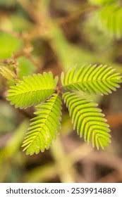 Image result for pohon semalu images