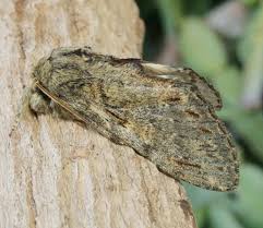 Attēlu rezultāti vaicājumam “Peridea anceps”