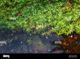 Attēlu rezultāti vaicājumam “Callitriche cophocarpa”