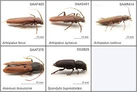 Attēlu rezultāti vaicājumam “Criocephalus rusticus”