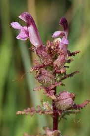 Attēlu rezultāti vaicājumam “Pedicularis palustris flower”