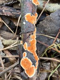 Attēlu rezultāti vaicājumam “Steccherinum ochraceum”