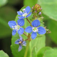Attēlu rezultāti vaicājumam “Veronica beccabunga flower”