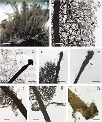 Attēlu rezultāti vaicājumam “Stemonitis flavogenita stalked”