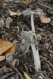 Attēlu rezultāti vaicājumam “Coprinus lagopus”