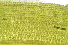 Attēlu rezultāti vaicājumam “Oxystegus tenuirostris”