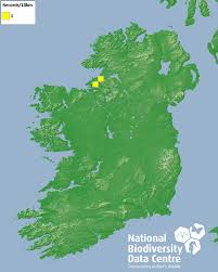 Attēlu rezultāti vaicājumam “Schistidium robustum”