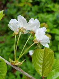 Attēlu rezultāti vaicājumam “Cerasus flower”