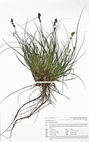 Attēlu rezultāti vaicājumam “Carex echinata”