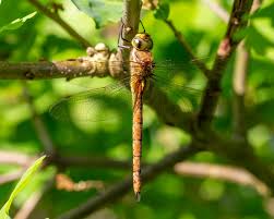 Attēlu rezultāti vaicājumam “Aeshna isoceles”