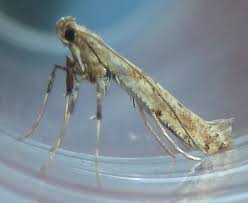 Attēlu rezultāti vaicājumam “Gracillariidae”