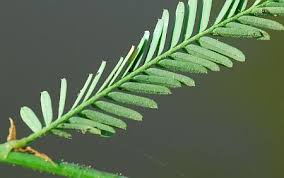 Attēlu rezultāti vaicājumam “Chara rudis”