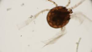 Attēlu rezultāti vaicājumam “Hydrachna”